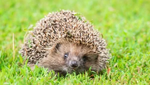 Jeż zachodni staje się gatunkiem coraz rzadszym