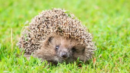 Jeż zachodni staje się gatunkiem coraz rzadszym