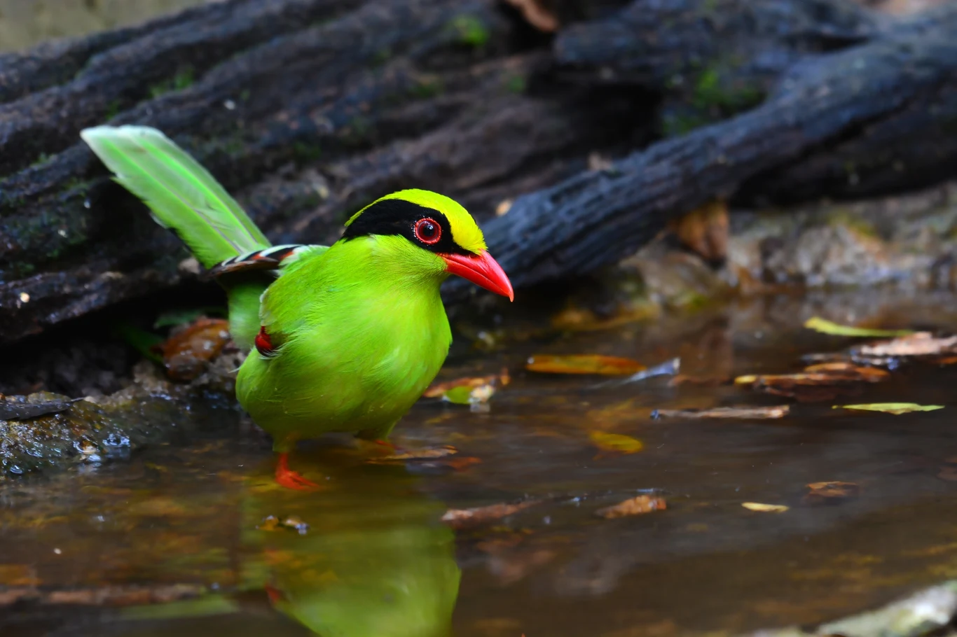 Wśród tysięcy przemycanych ptaków znajdowały się między innymi osobniki kitty szmaragdowej Wśród tysięcy przemycanych ptaków znajdowały się między innymi osobniki kitty szmaragdowej