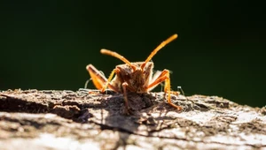 Ten pluskwiak cuchnie i pcha się nam teraz do domów. Jak go zatrzymać?