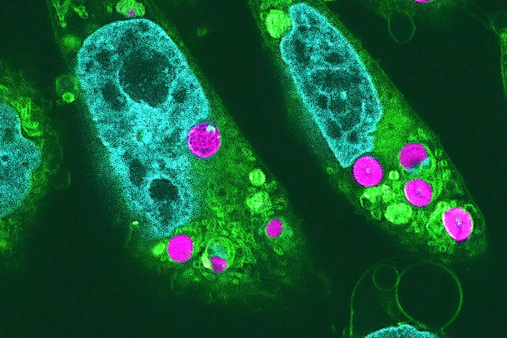 Komórki zwierzęce z osadzonymi chloroplastami. Obraz z mikroskopu fluorescencyjnego