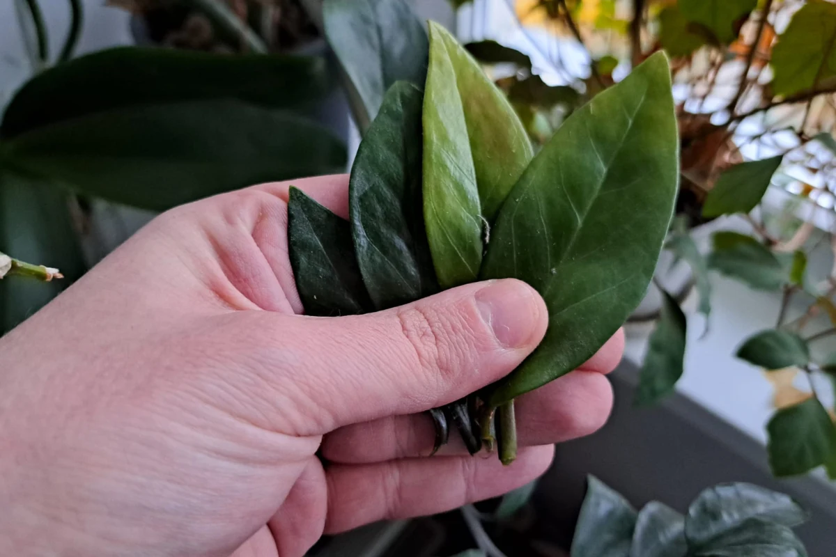 Liście zamiokulkasa zmieniają kolor? To wynik braku minerałów