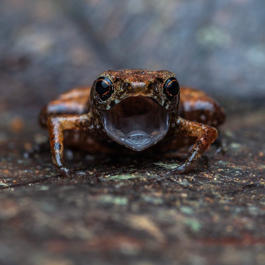 Miniaturowa ropucha Brachycephalus dacnis