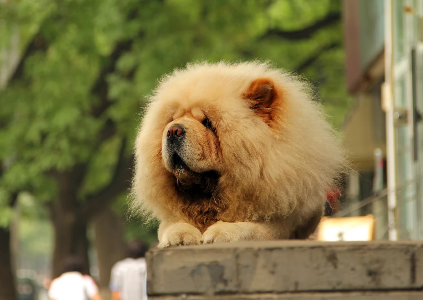 Psy rasy chow chow wyglądają jak małe lwy