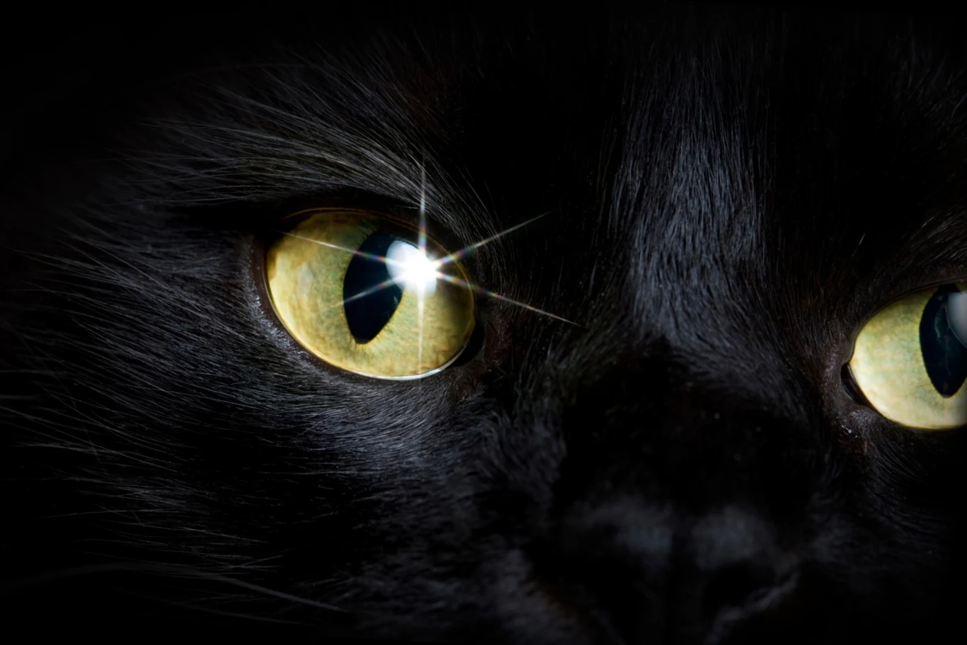 Sekret świecących kocich oczu. Sekret świecących kocich oczu.