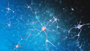 Pierwszy sztuczny neuron, który potrafi "rozmawiać" z tymi biologicznymi