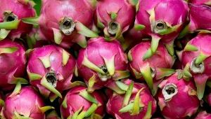 Pitaja zawiera mnóstwo przeciwutleniaczy, jest dobrym źródłem błonnika. Sporo w niej także magnezu.