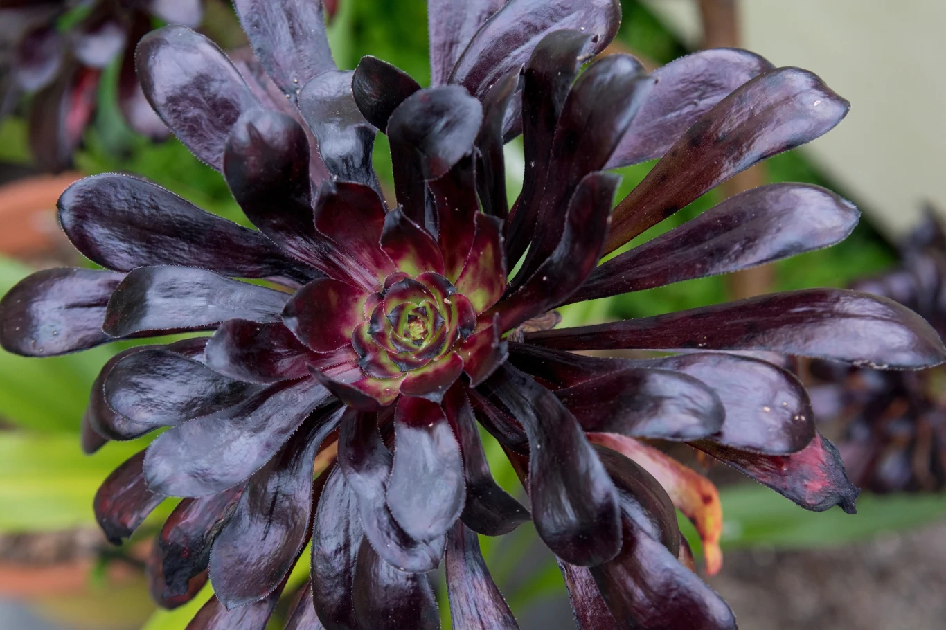 Eonium "Schwarzkopf" ma oryginalnie, niema czarne liście. Eonium "Schwarzkopf" ma oryginalnie, niema czarne liście.