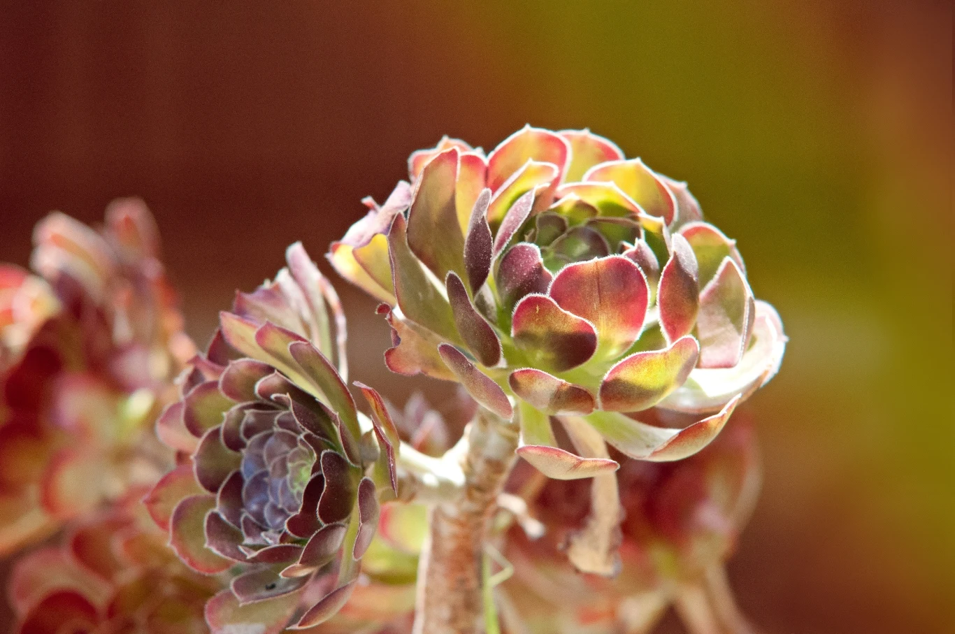 Eonium to sukulent, łatwy w uprawie. Eonium to sukulent, łatwy w uprawie.