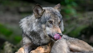 Kolejny kraj Europy wydał wyrok na wilki. Zginie połowa populacji