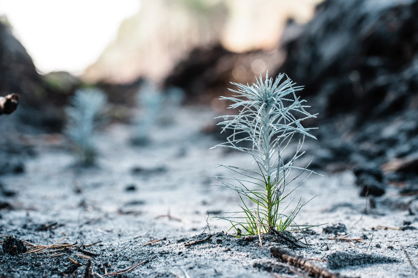 Sadzenie drzew przez firmy wzmacnia polskie lasy Sadzenie drzew przez firmy wzmacnia polskie lasy