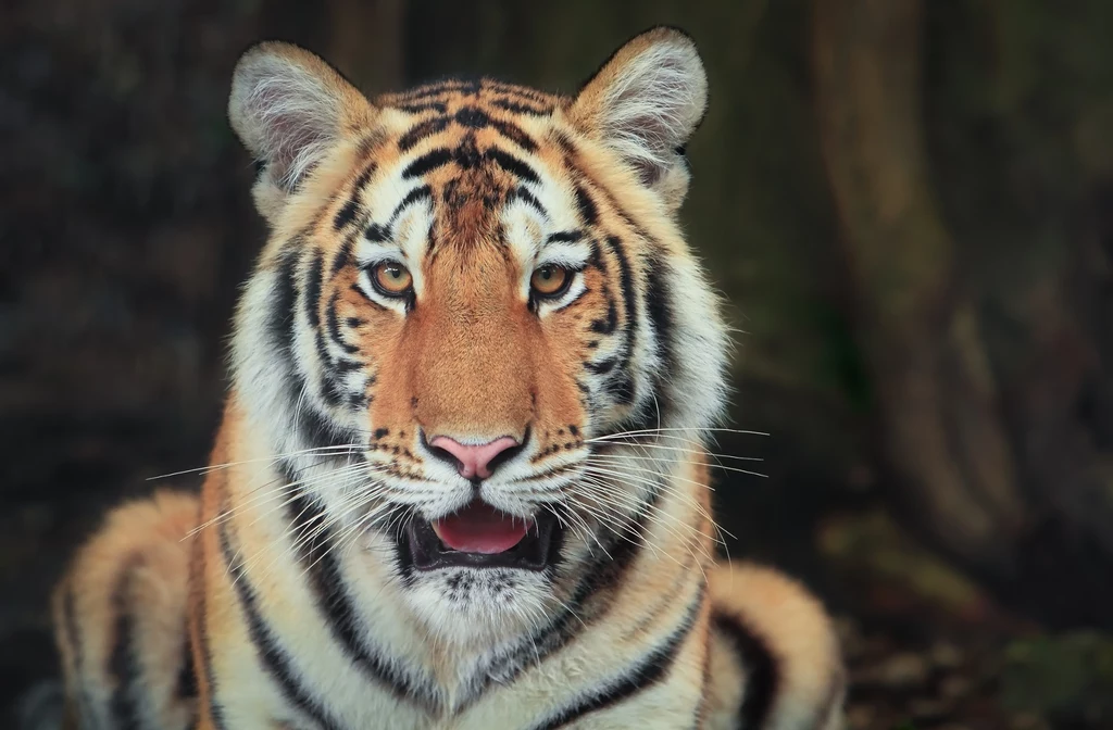 Tygrysy bengalskie niekiedy zabijają ludzi, zwłaszcza w Indiach