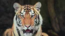 Tygrys bengalski i inni. Co wiesz o zwierzętach żyjących w Indiach? [QUIZ]