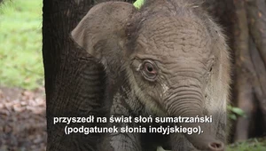 Narodziny słonia sumatrzańskiego. Te zwierzęta są na skraju wyginięcia