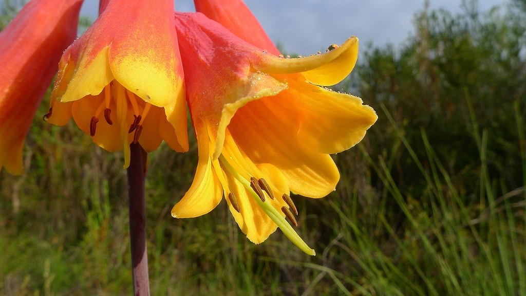 Blandfordia grandiflora posłużyła do badań nad więdnięciem roślin