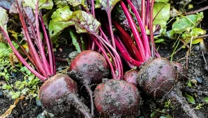 Nie zapomnij zrobić tego z burakami. Będą duże, smaczne i słodkie jak landrynki