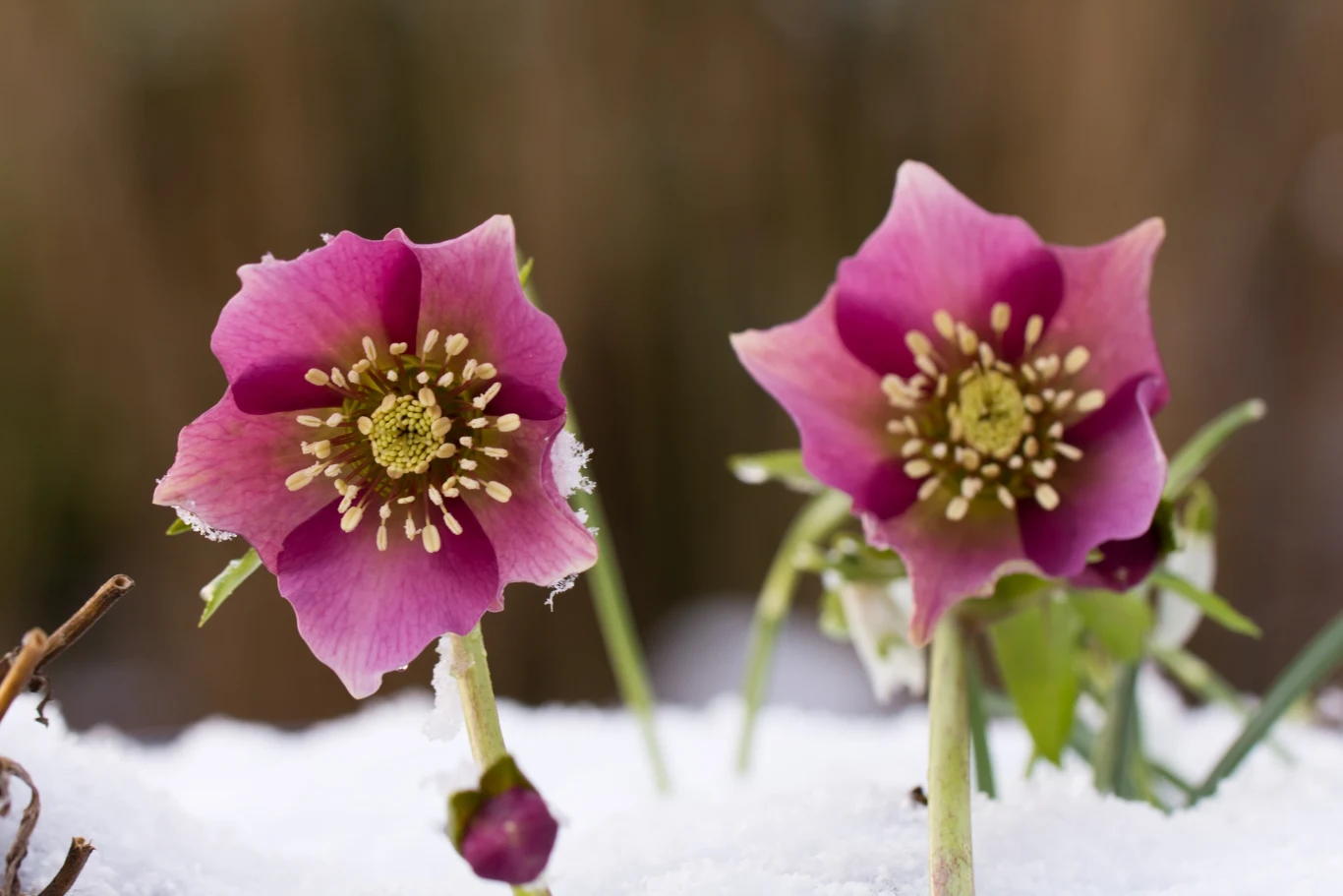 Ciemiernik to wyjątkowa roślina, ponieważ kwitnie nawet zimą. Ciemiernik to wyjątkowa roślina, ponieważ kwitnie nawet zimą.