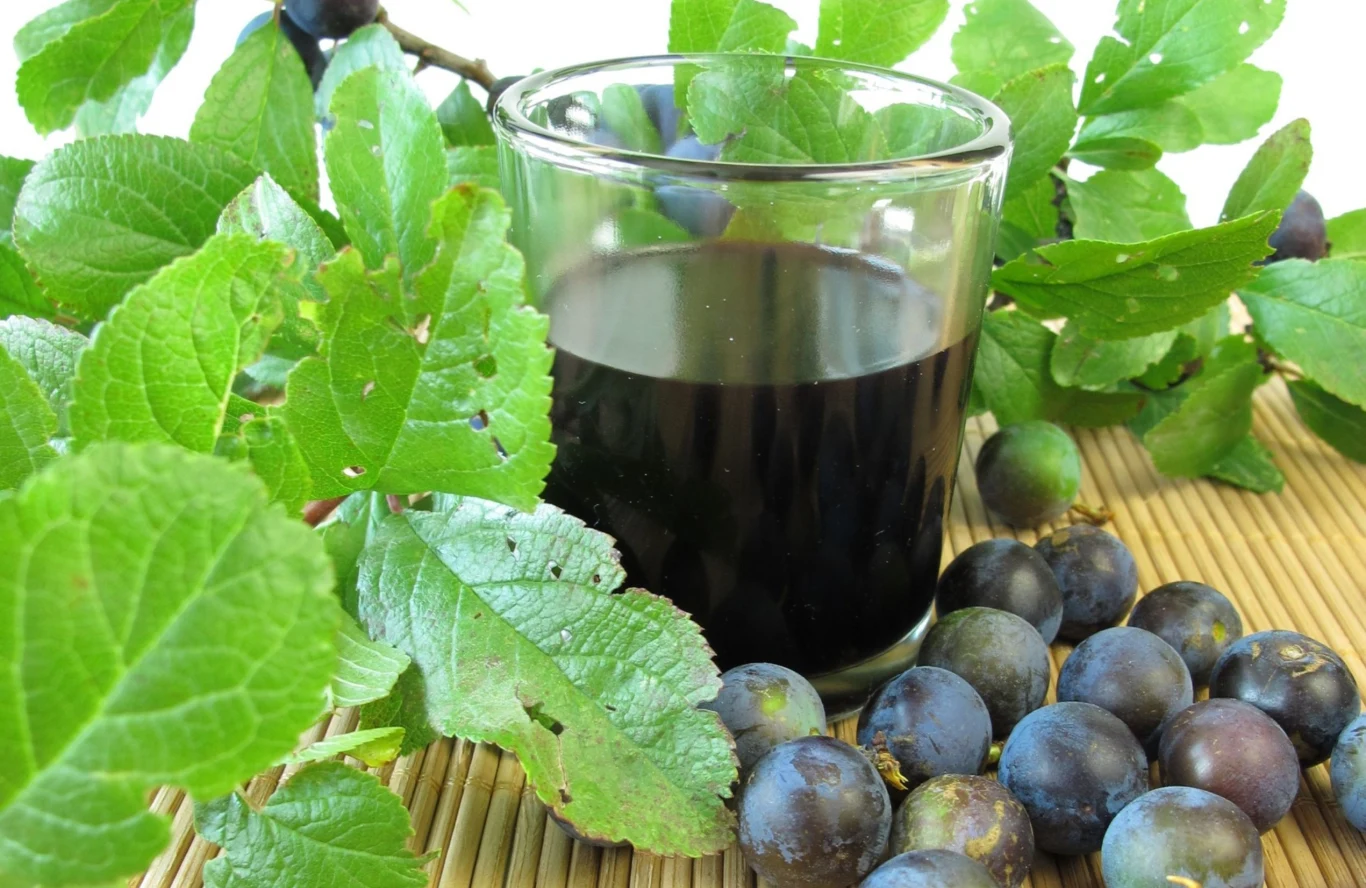 Dlaczego warto pić sok z tarniny? Dlaczego warto pić sok z tarniny?