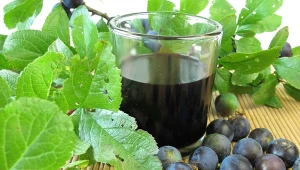 Taka zdrowa, a tak rzadko stosowana w kuchni. Listopad to najlepszy czas na jej zbiór 