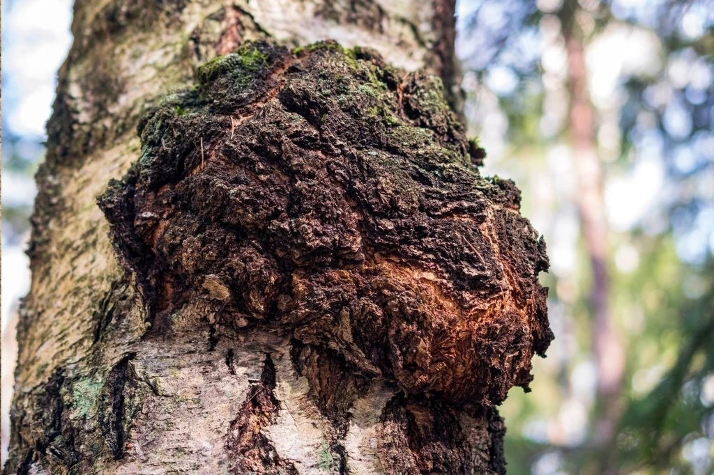 Chaga najczęściej porasta brzozy, doprowadzając do ich obumarcia