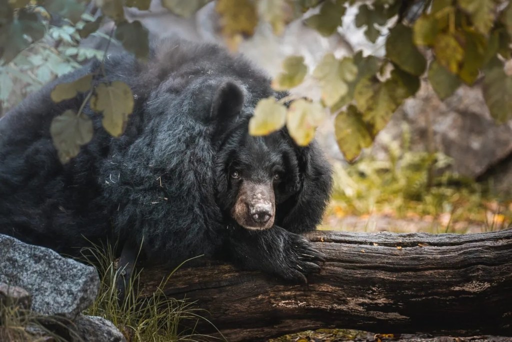 Nie żyje Józia, niedźwiedzica himalajska z zoo we Wrocławiu. Miała 36 lat