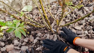 Rozsyp pod tymi krzewami. Ochronisz je przed zimą i zaoszczędzisz na nawozie