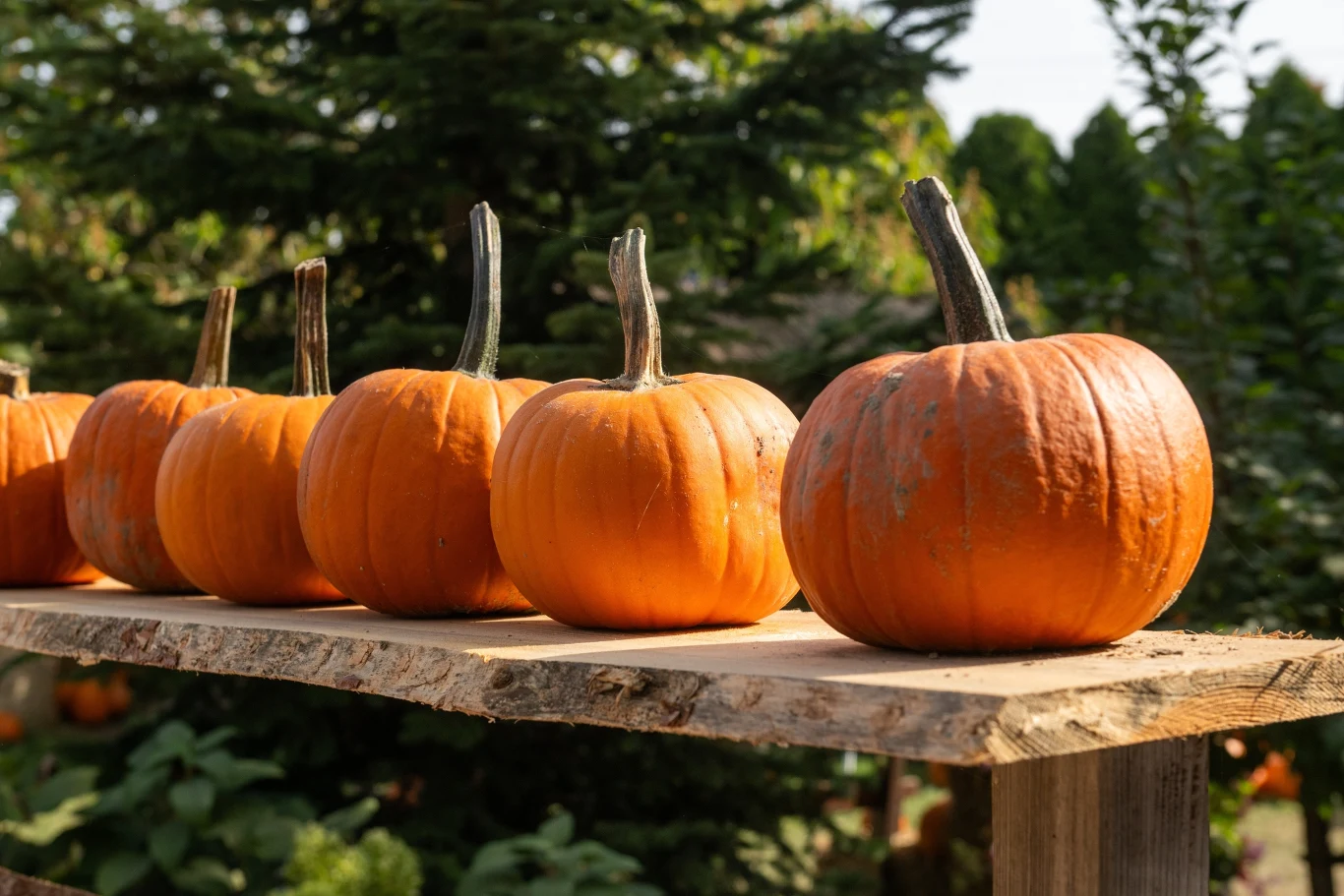 Dynie zerwane w odpowiednim momencie mogą być przechowywane nawet przez kilka miesięcy. 