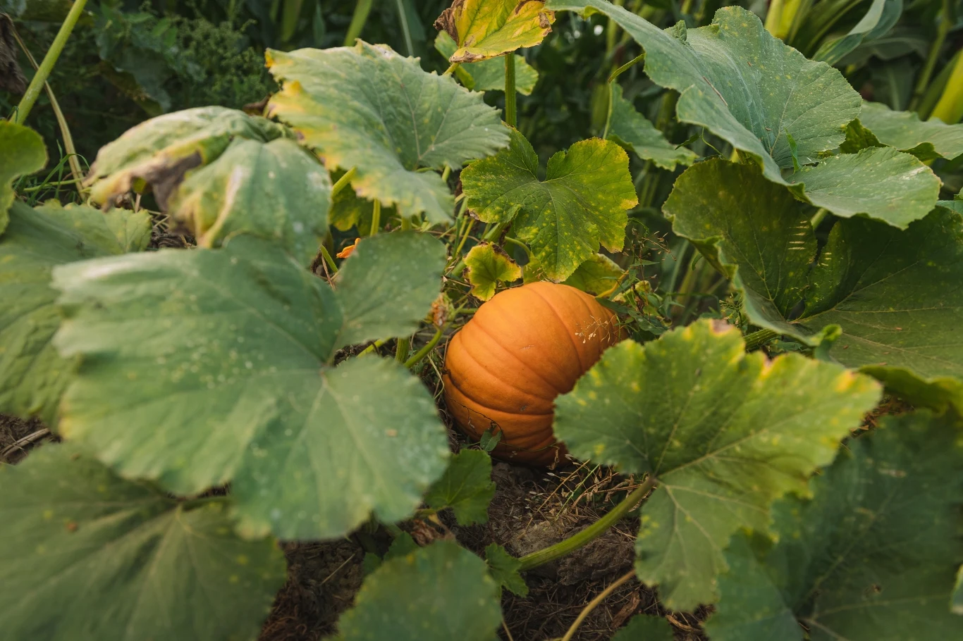 Kiedy zbierać dynię? Zwróć uwagę na te szczegóły i uchroń swoje plony przed ujemnymi temperaturami.