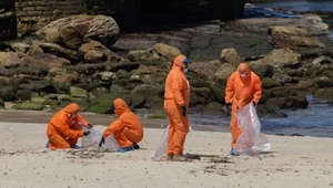 Tajemnicze czarne kule na plażach. Naukowcy odkryli ich obrzydliwy sekret