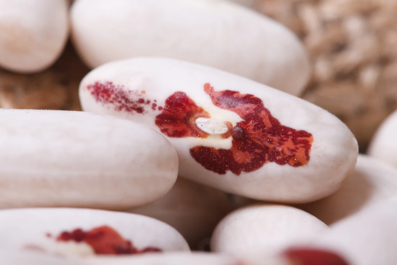 Plamy na fasolce układają się w kształt orzełka