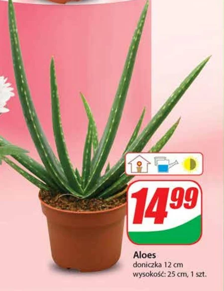 Aloes