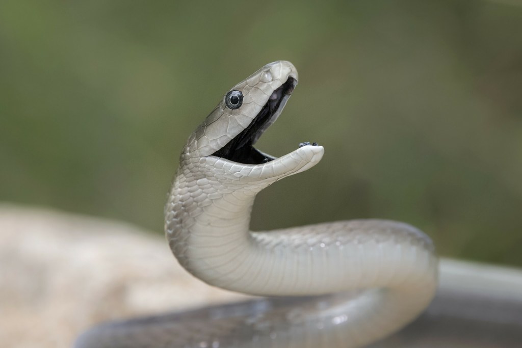 Czarna mamba to największy jadowity wąż Afryki. Wbrew pozorom odpowiada za nieznaczną liczbę ukąszeń i śmiertelnych ataków na ludzi