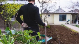 Zaskoczenie kryło się pod grządką. Niezwykłe znaleziska z ogrodów