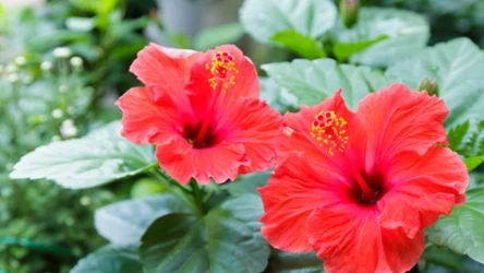 Hibiskus zachwyci pięknymi, dużymi kwiatami w następnym sezonie, jeśli odpowiednio przygotujesz go do zimy. 