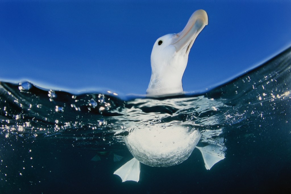 Albatrosy wędrowne większość życia powinny spędzać w locie