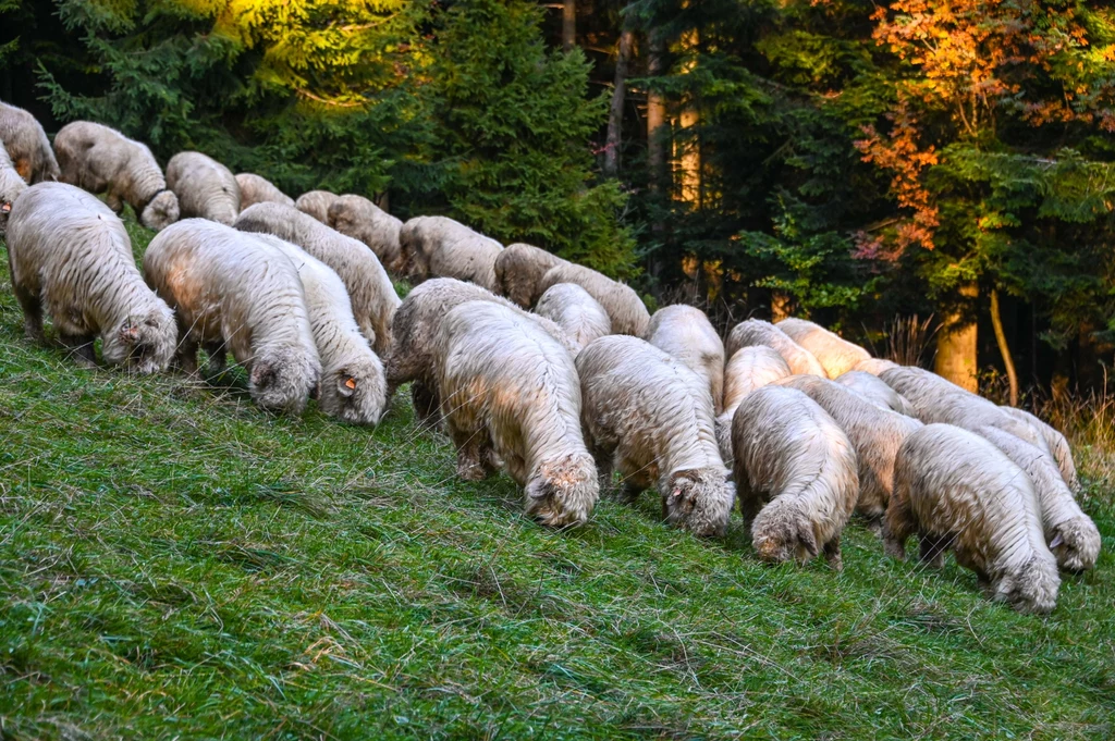 Zakopane ma niepowtarzalny urok