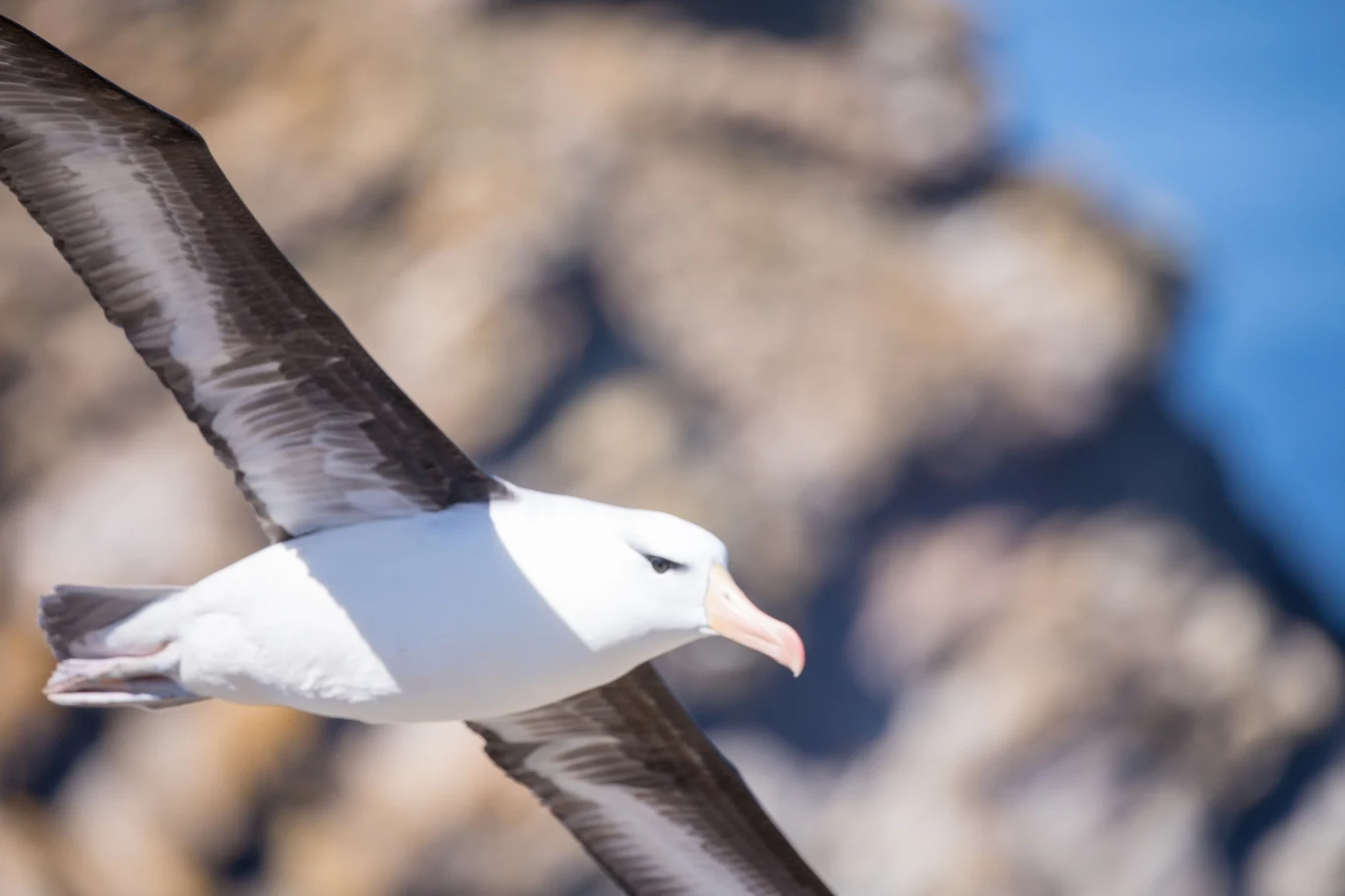 Albatros to ptak stworzony do lotu