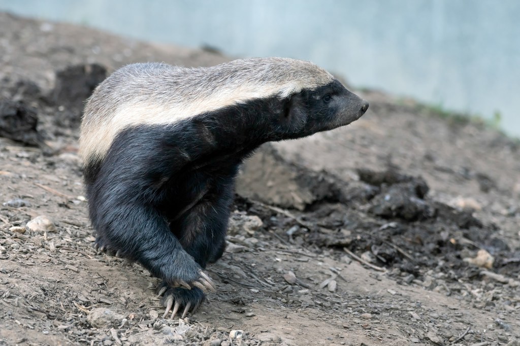 Ratel to jedno z najbardziej zuchwałych państw świata