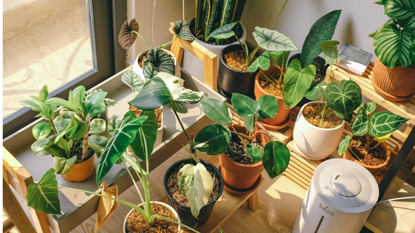 Przy ogrzewaniu podłogowym rośliny doniczkowe wymagają częstszego podlewania. Przy ogrzewaniu podłogowym rośliny doniczkowe wymagają częstszego podlewania.