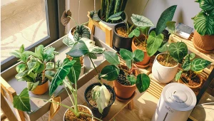 Sezon grzewczy i powrót smogu? Te rośliny skutecznie go zredukują 