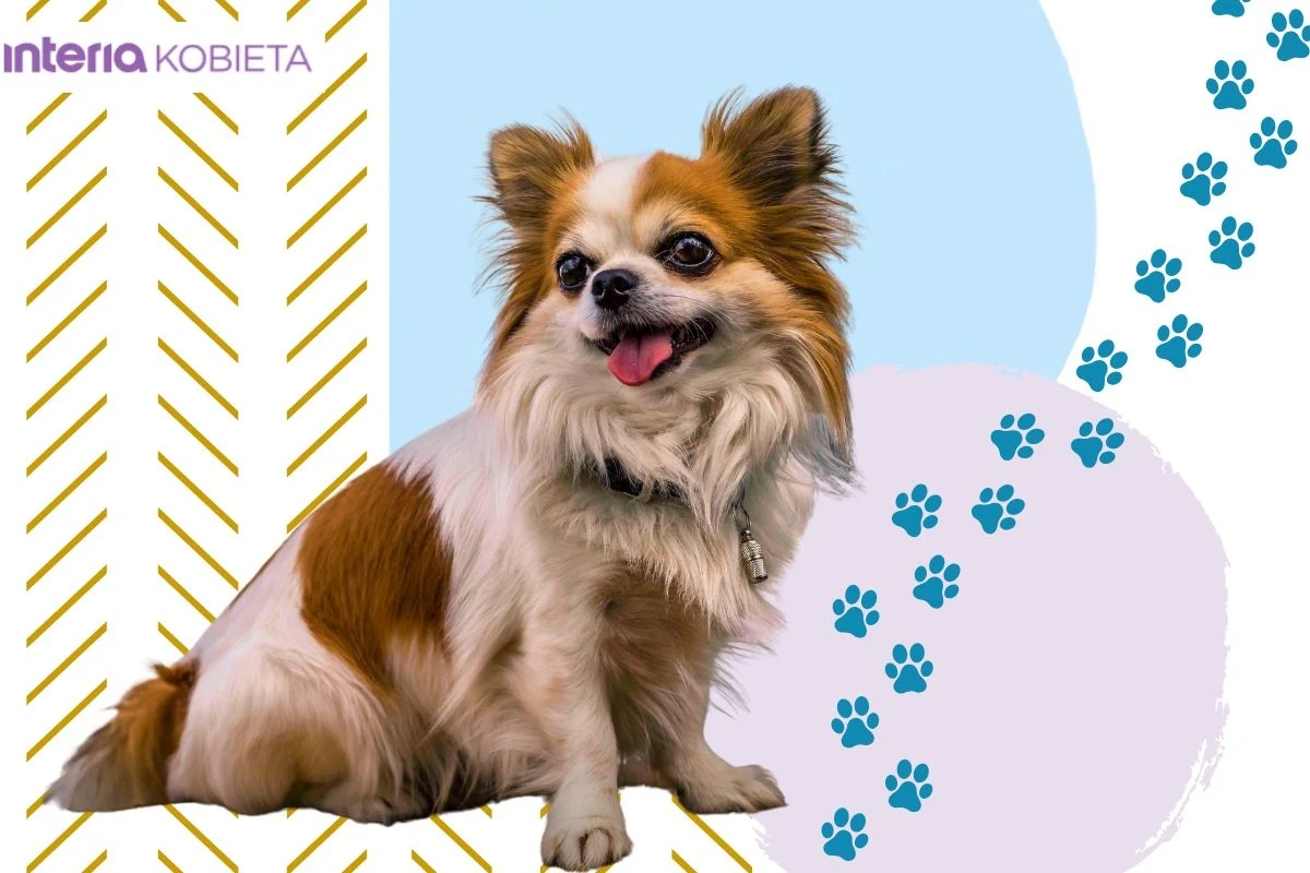 Kobiety, które wybrały w naszym teście psa rasy chihuahua, są pełne energii i spontaniczności Kobiety, które wybrały w naszym teście psa rasy chihuahua, są pełne energii i spontaniczności