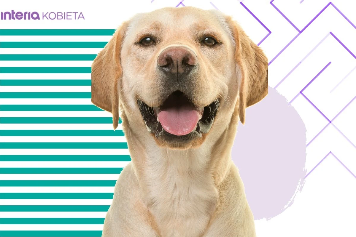 Kobiety, które decydują się zaopiekować labradorami, są pełne ciepła i empatii Kobiety, które decydują się zaopiekować labradorami, są pełne ciepła i empatii