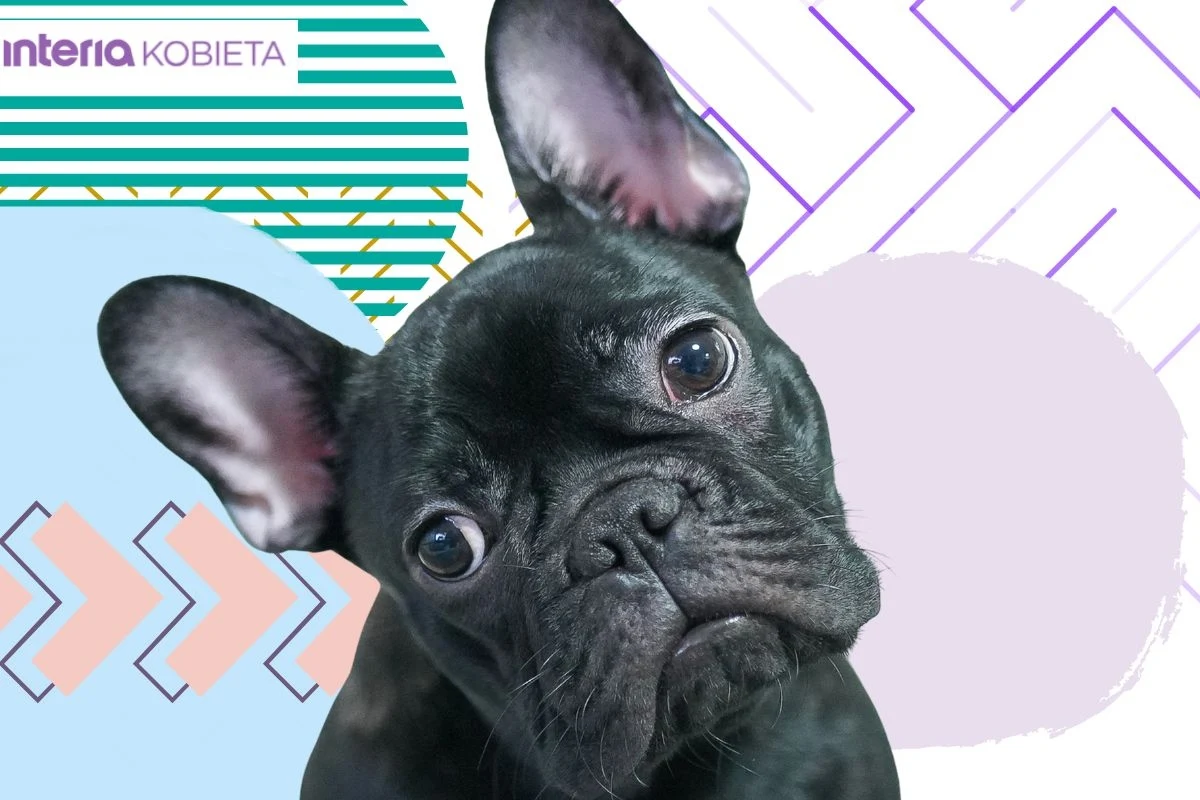 Buldog francuski to najlepszy kompan kobiety niezależnej i odważnej Buldog francuski to najlepszy kompan kobiety niezależnej i odważnej