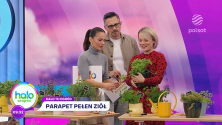 Możesz to robić w kuchni. Przydatne wskazówki, jak uprawiać świeże zioła  