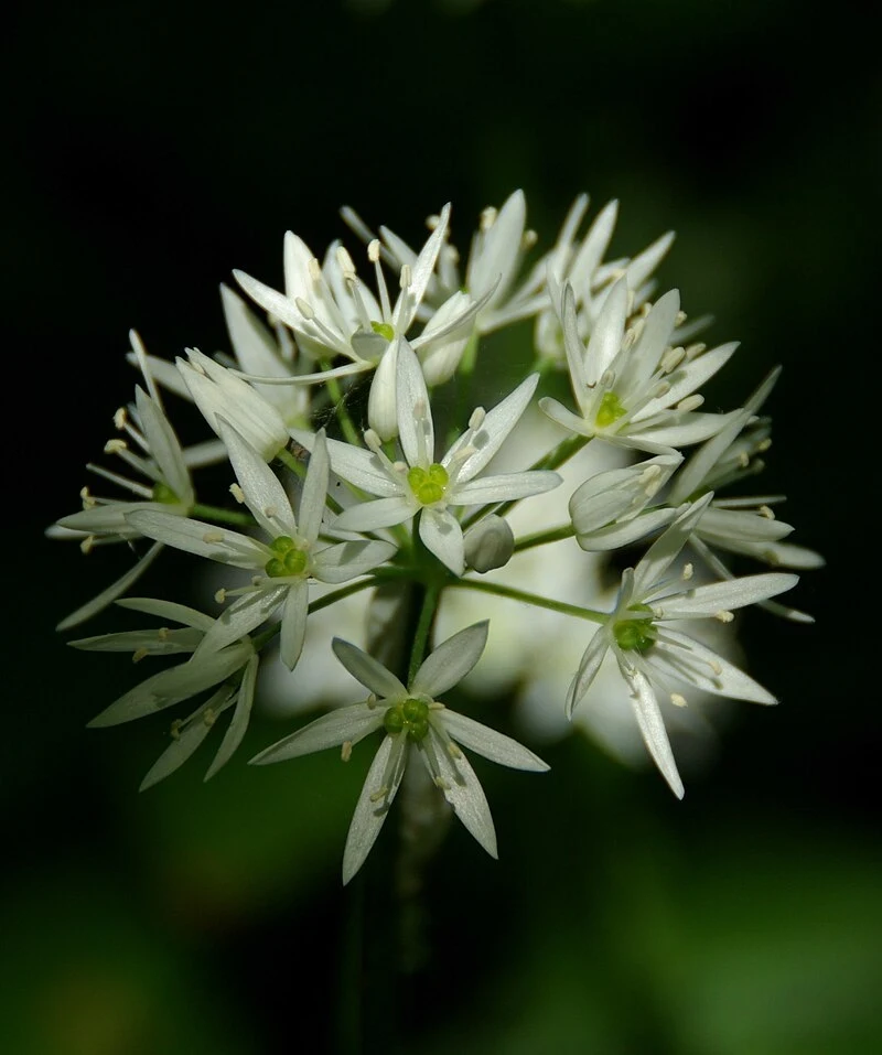 Czosnek niedźwiedzi Czosnek niedźwiedzi