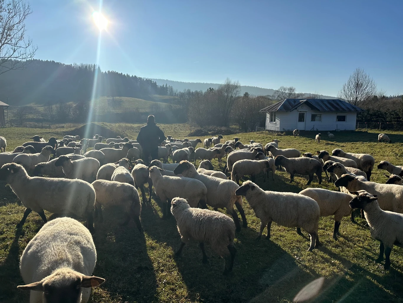 Hodowca: Ja nie po to hoduję owce, żeby karmić wilki Hodowca: Ja nie po to hoduję owce, żeby karmić wilki