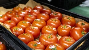 Rynek hurtowy w Broniszach to już pomidory krajowe i importowane