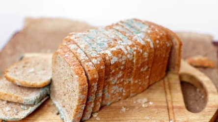 Jeśli zobaczysz na pieczywie pleśń, należy je wyrzucić 
