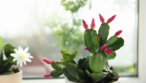 Nie musisz wydawać pieniędzy na grudnika. Zrób to, a będziesz mieć sadzonki zupełnie za darmo