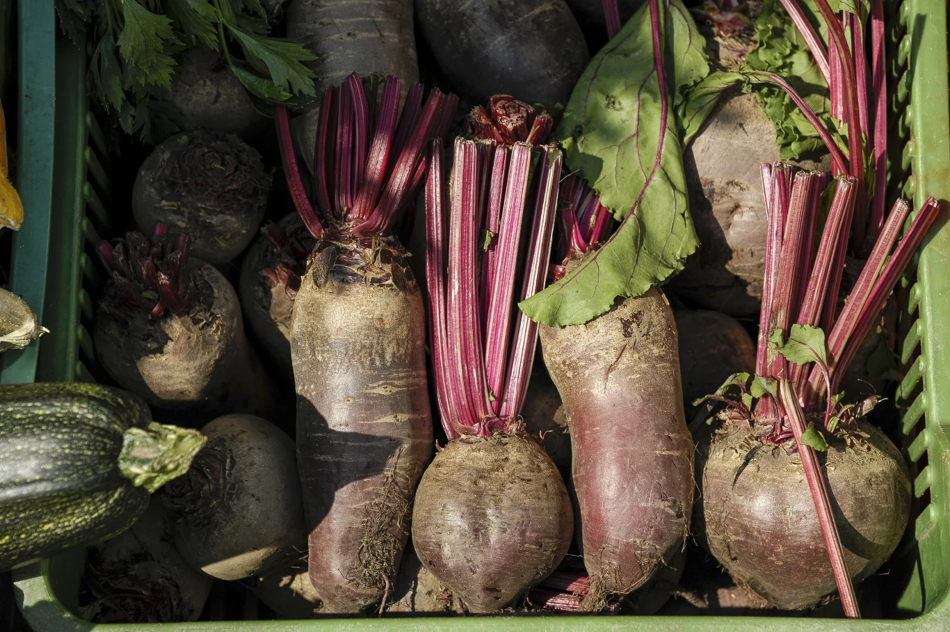 Jak przechowywać buraki? Warto zadbać o kwestie, dzięki którym przetrwają całą zimę.